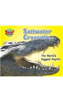 Saltwater Crocodile