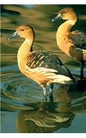 Fulvous Whistling Duck Journal (Dendrocygna Bicolor): 150 Page Lined Notebook/Diary