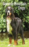 Bernese Mountain Dogs 2022 Square