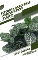 Fittonia albivenis (White Nerve Plant)