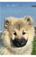 Eurasier: Notebook with Puppies for Girls Kids Adults, for Drawing Coloring and Writing, Cute Puppy Composition Notebook, Journal, Sketchbook (Colorful Cover,