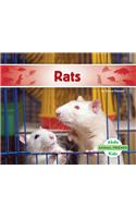 Rats