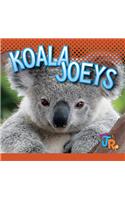 Koala Joeys