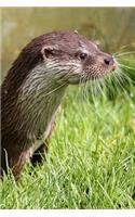 Otter Journal
