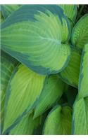 2020 Weekly Planner Pretty Hosta Leaves 134 Pages: 2020 Planners Calendars Organizers Datebooks Appointment Books Agendas