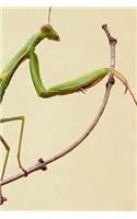 Praying Mantis Notebook