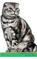 Scottish Fold Cat Presents