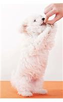 Feed the Dog Journal