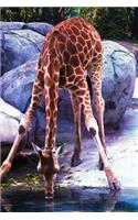 Giraffe Drinking Water from a Lake Journal: 150 page lined notebook/diary