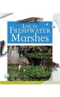 Life in Freshwater Marshes