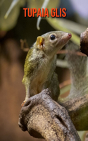 Tupaia Glis: Recueil pour Enfants de Belles Images & d'Informations Intéressantes Concernant les Tupaia Glis