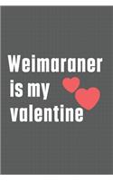 Weimaraner is my valentine