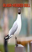 Black-Headed Gull