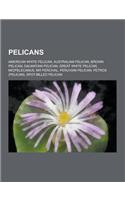 Pelicans: American White Pelican, Australian Pelican, Brown Pelican, Dalmatian Pelican, Great White Pelican, Miopelecanus, MR Pe