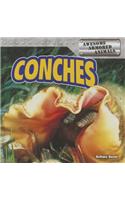 Conches