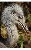 Common Rhea Bird Journal: 150 page lined notebook/diary