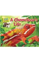 A Chameleon's Life