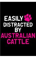 Easily Distracted by Australian Cattle