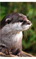 Otter Notebook