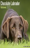 Chocolate Labrador Retriever 2021 Wall Calendar