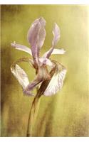Purple Iris - Blank Notebook