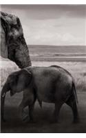 Elephants Notebook: 150 lined pages, softcover, 6 x 9