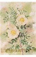 Rosa Pimpinellifolia Mariaeburgensis: Floral Notebook with Flower Illustrations on Every Page