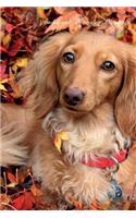 Dachshund November Notebook Dachshund Record, Log, Diary, Special Memories, To Do List, Academic Notepad, Scrapbook & More