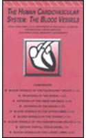 Human Cardiovascular System, The - The Blood Vessels Videotape