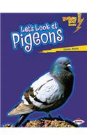 Lets Look at Pigeons