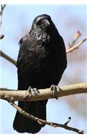 Raven on a Branch Bird Journal