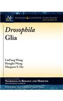 Drosophila Glia