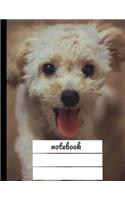 Notebook: Toy Poodle Journal Quad Ruled - 4x4 - Cute Graphing Composition Notebook - Soft Cover -