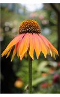 Awesome Single Orange Echinacea Cornflower Summer Journal: 150 Page Lined Notebook/Diary