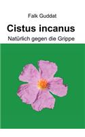 Cistus incanus