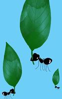 Composition Notebook: Black Ant with Green Leaf Blue Background, Blank Lined Journal, 120 Pages, 8x10