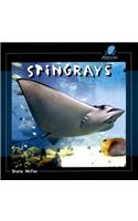 Stingrays