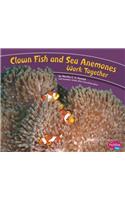 Clown Fish and Sea Anemones Work Together