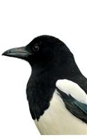 Magpie Bird Notebook & Journal. Productivity Work Planner & Idea Notepad: Brainstorm Thoughts, Self Discovery, To Do List