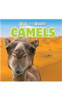 Camels