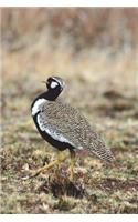 Northern Black Korhaan (Eupodotis Afroides) Bird Journal