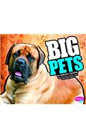 Big Pets