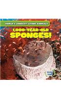 1,000-Year-Old Sponges!