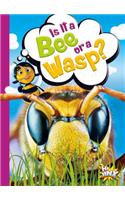 Is It a Bee or a Wasp?: (Can You Tell the Difference?)