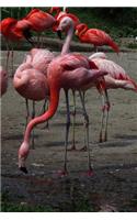 Flamingo Notebook