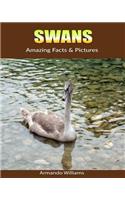 Swans: Amazing Facts & Pictures