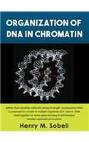 Organization of DNA in Chromatin