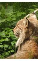 Lynx in the Woods Journal