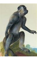 Carnet Blanc, Macaque