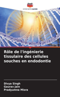 Rôle de l'ingénierie tissulaire des cellules souches en endodontie